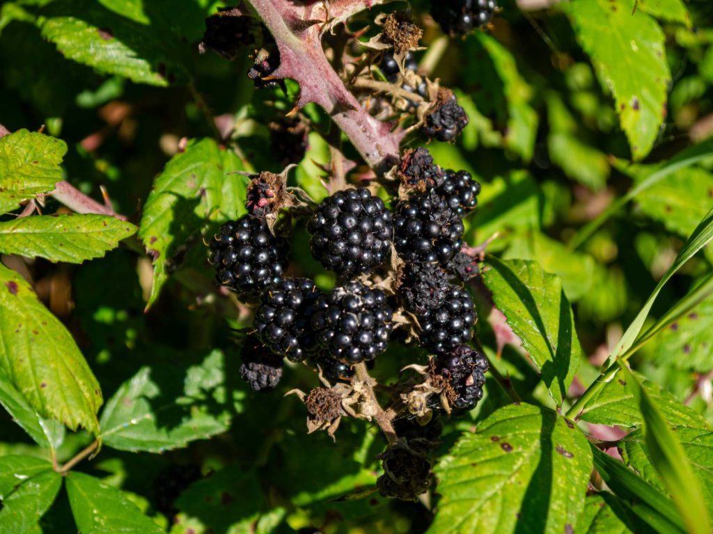 blackberries brambles Lumix G2 MFT test 14-42mm 2019 London photographer 144125